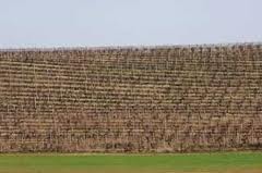 Fruškogorski vinogradi 1